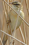 Sedge Warbler