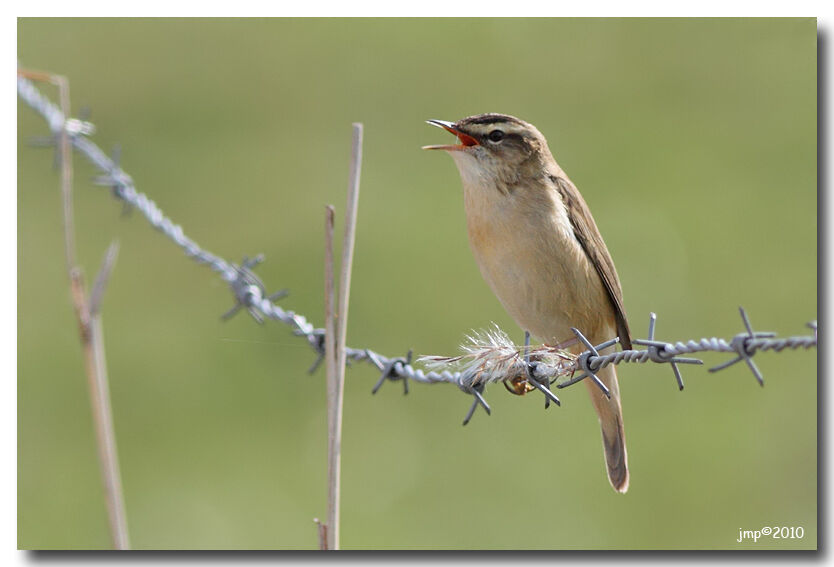 Sedge Warbler