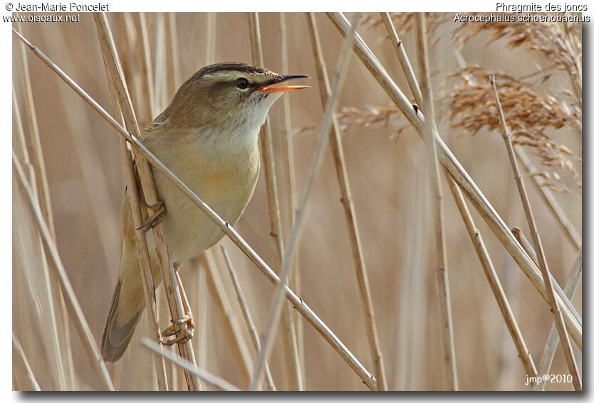 Sedge Warbler