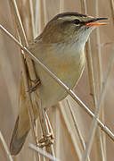 Sedge Warbler