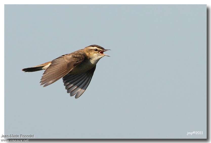 Sedge Warbleradult, Flight, courting display, song, Behaviour