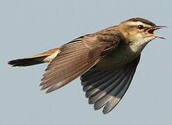 Sedge Warbler