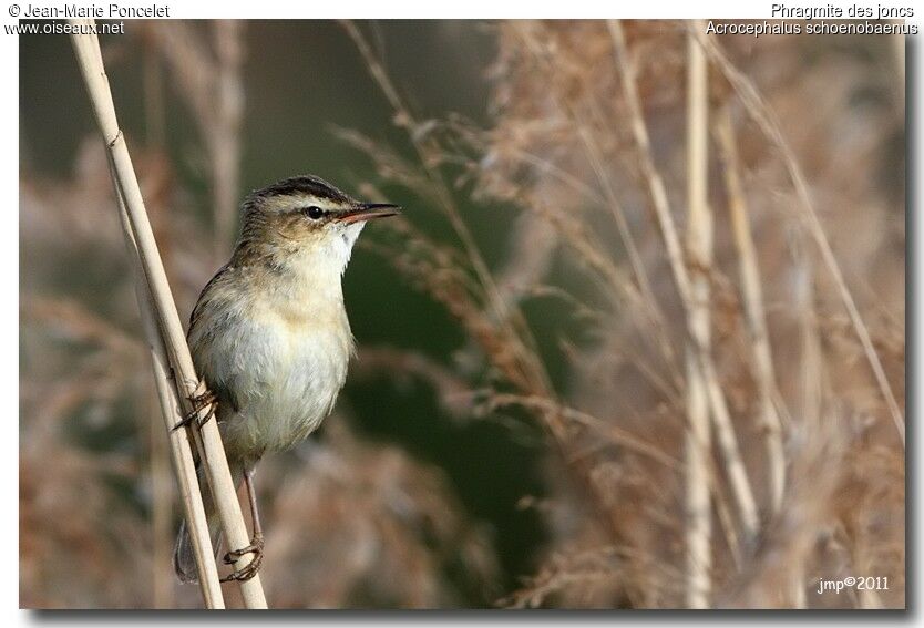 Sedge Warbler