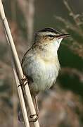 Sedge Warbler