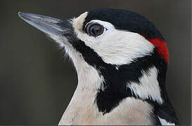 Great Spotted Woodpecker