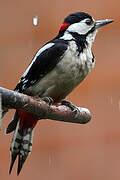 Great Spotted Woodpecker