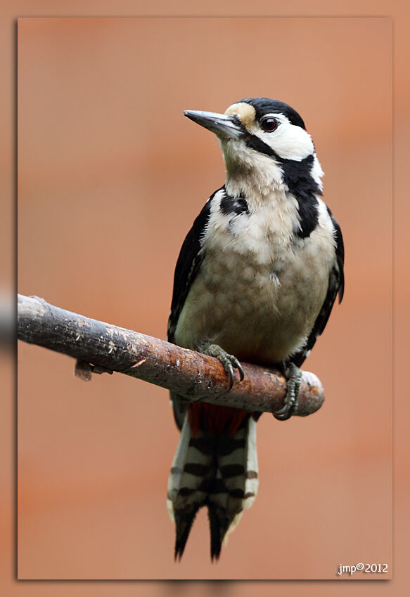 Great Spotted Woodpecker