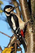 Great Spotted Woodpecker