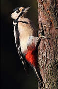 Great Spotted Woodpecker