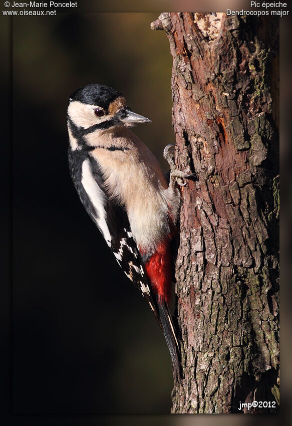 Great Spotted Woodpecker