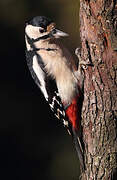 Great Spotted Woodpecker