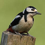 Great Spotted Woodpecker