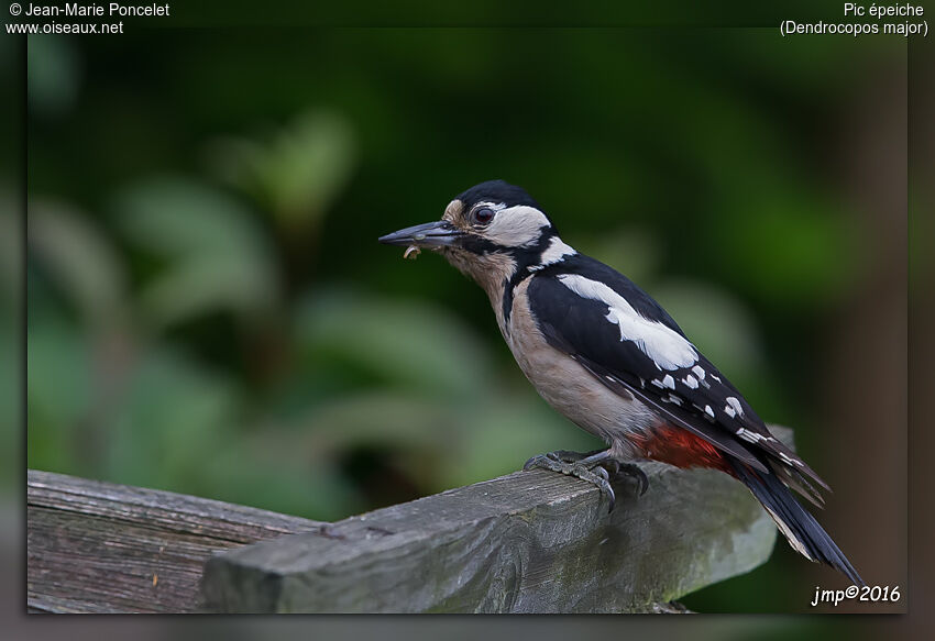 Great Spotted Woodpecker female