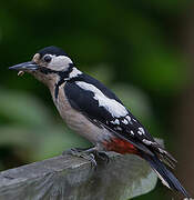 Great Spotted Woodpecker