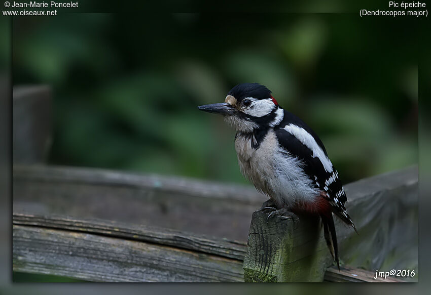 Great Spotted Woodpecker male