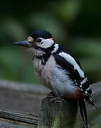 Great Spotted Woodpecker