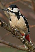 Great Spotted Woodpecker