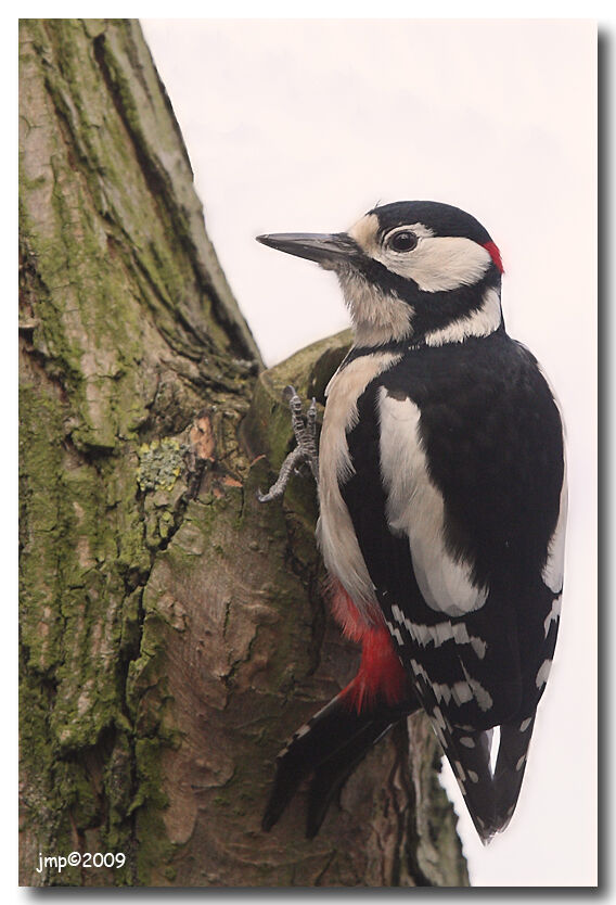 Great Spotted Woodpecker