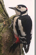 Great Spotted Woodpecker