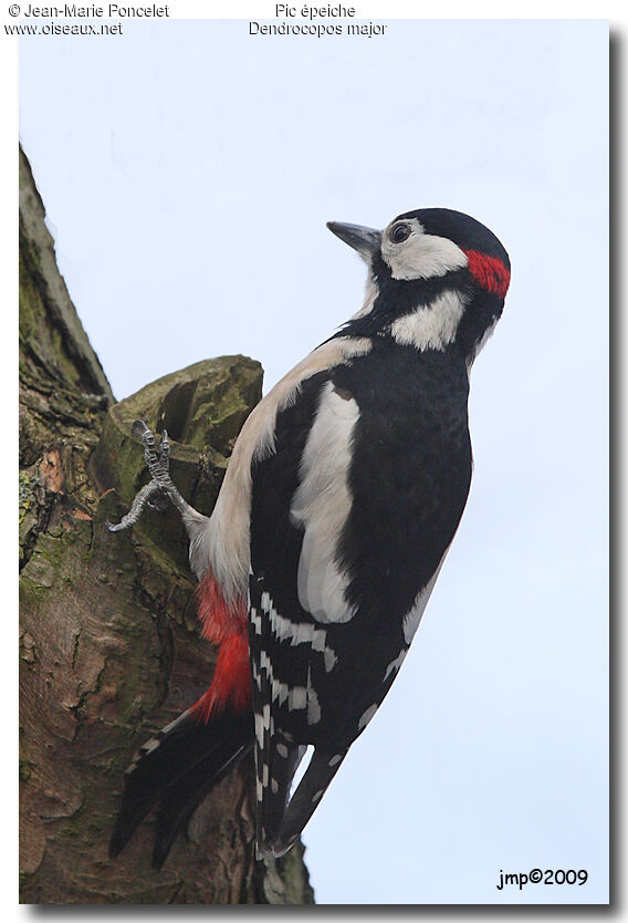 Great Spotted Woodpecker male