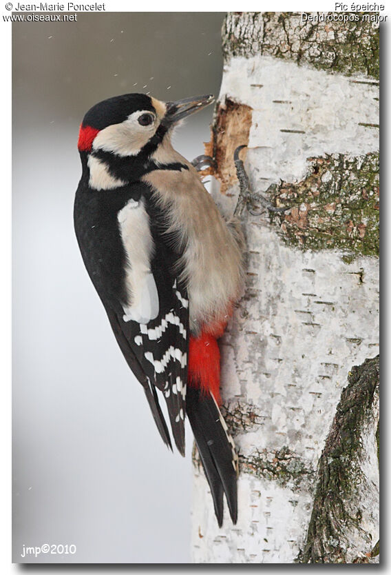 Great Spotted Woodpecker