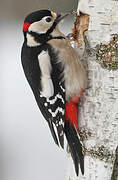 Great Spotted Woodpecker