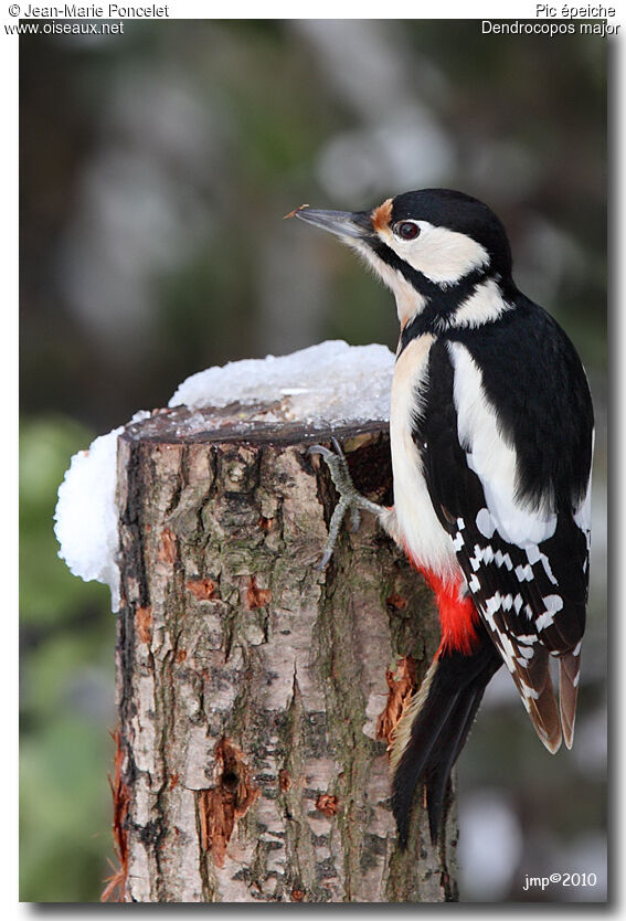 Great Spotted Woodpecker female adult