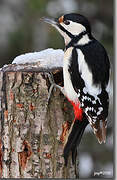 Great Spotted Woodpecker