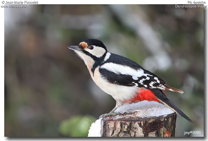 Great Spotted Woodpecker female adult