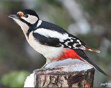 Great Spotted Woodpecker