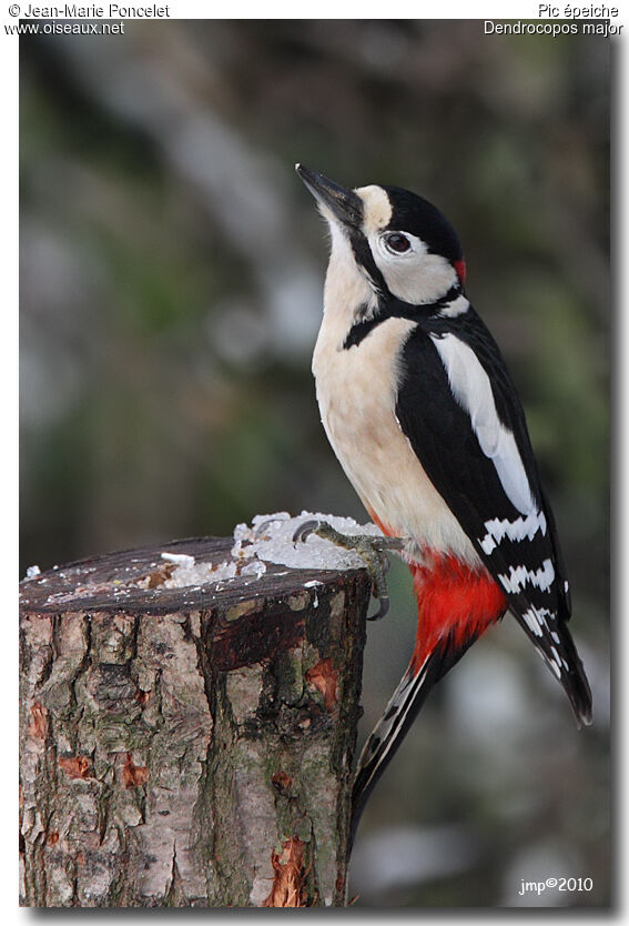 Great Spotted Woodpecker male adult