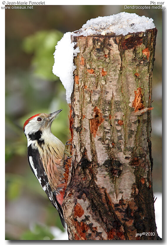 Middle Spotted Woodpecker