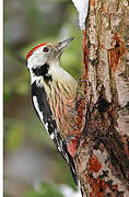 Middle Spotted Woodpecker