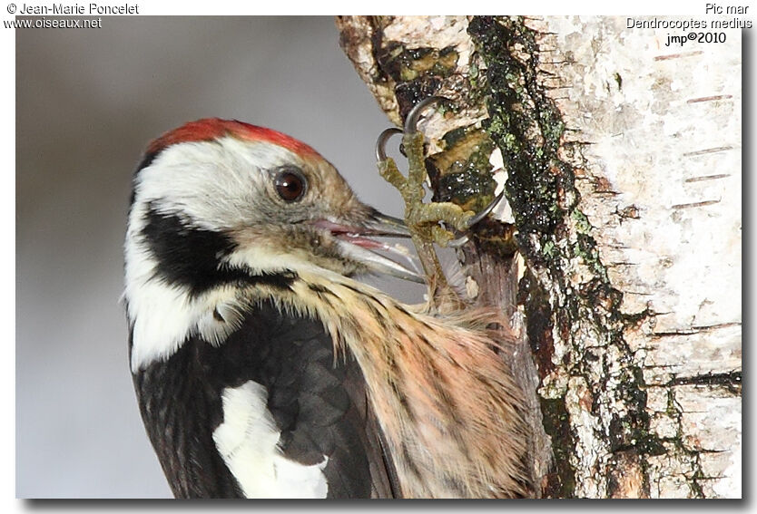 Middle Spotted Woodpecker