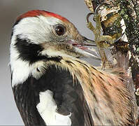 Middle Spotted Woodpecker