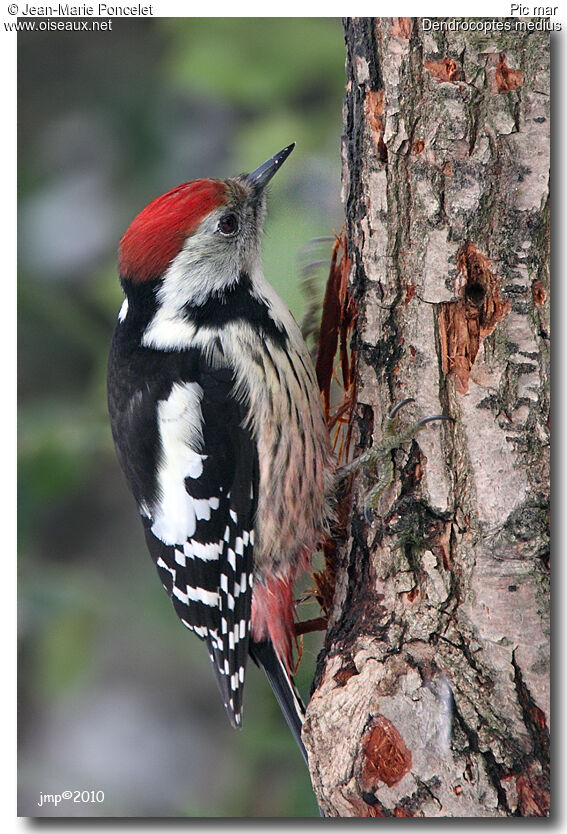 Middle Spotted Woodpecker