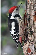 Middle Spotted Woodpecker