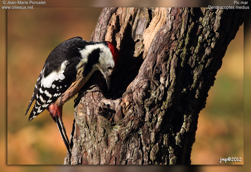 Middle Spotted Woodpecker