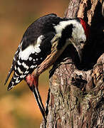 Middle Spotted Woodpecker