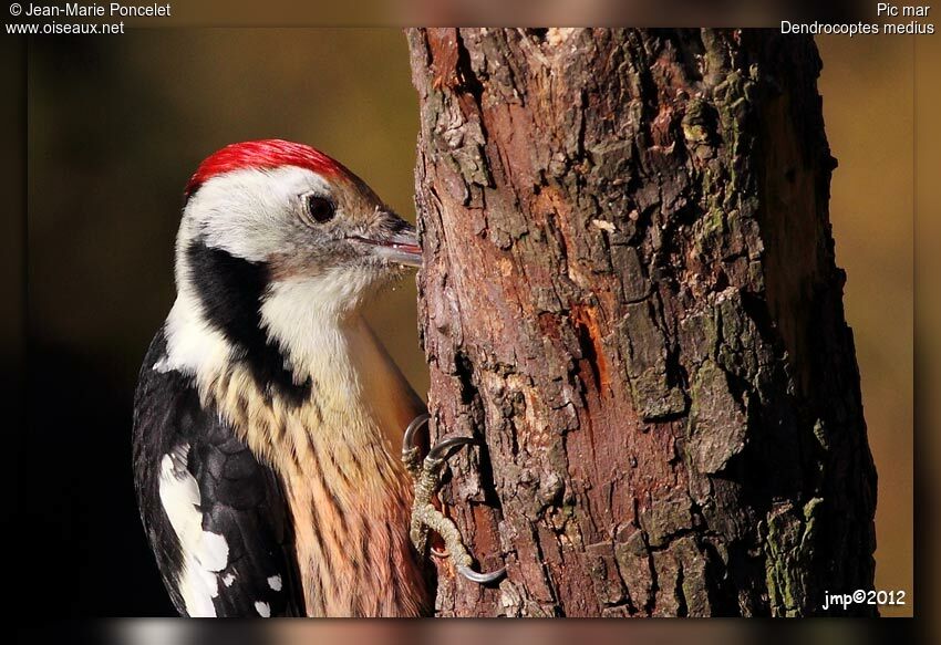 Middle Spotted Woodpecker