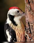 Middle Spotted Woodpecker