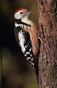 Middle Spotted Woodpecker