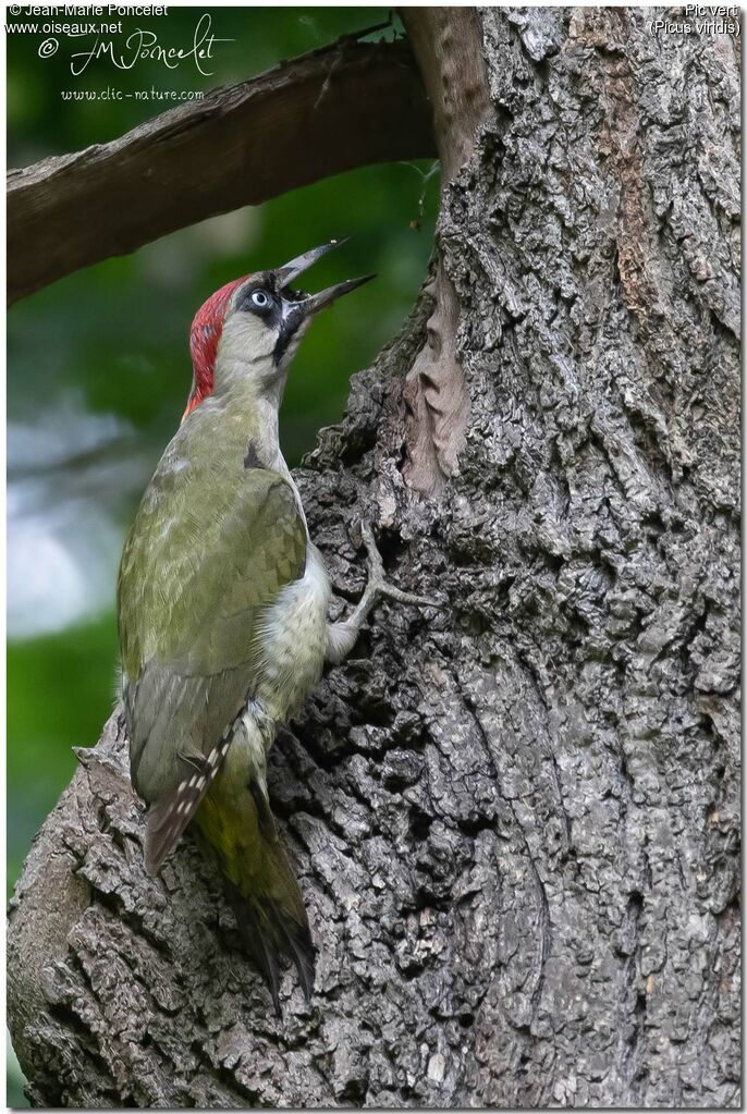 European Green Woodpecker