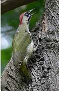 European Green Woodpecker