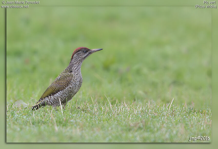 European Green Woodpecker