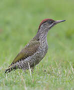 European Green Woodpecker