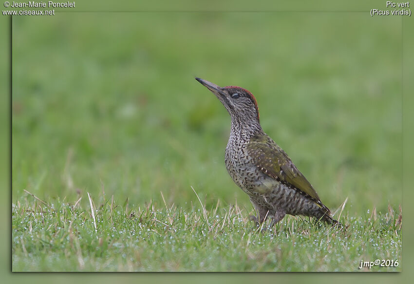 European Green Woodpecker