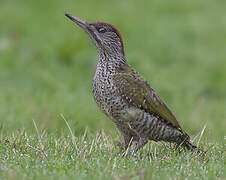 European Green Woodpecker