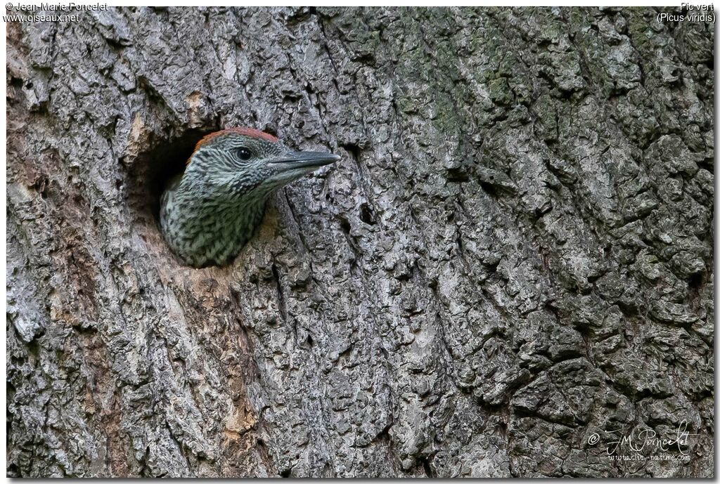 European Green Woodpeckerjuvenile