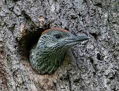 European Green Woodpecker